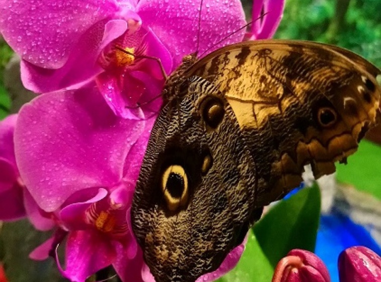 MOTYLARNIA PORT WŁADYSŁAWOWO