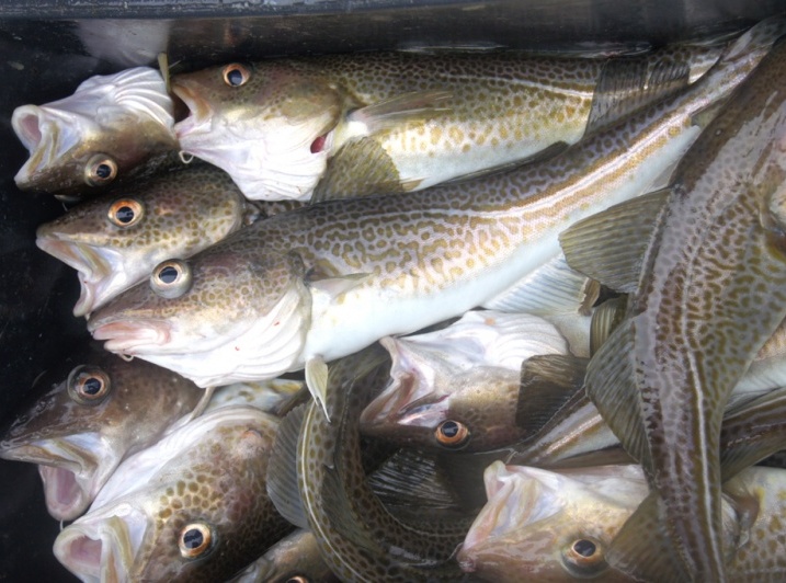 Wędkarstwo morskie Feniks i RebokWędkarstwo morskie Feniks i Rebok