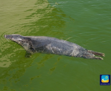 Fokarium w Helu - obowiązkowa atrakcja dla dzieci.