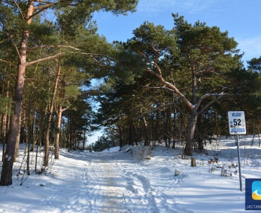 Pasmo lasu przy wejściu na plażę nr 52 - stężenie jodu największe jest w pasie do 300 metr&oacute;w od linii brzegowej.